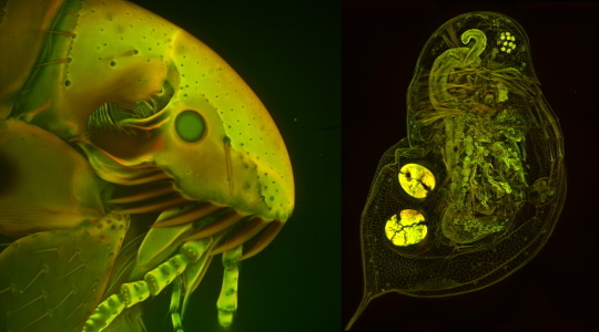 Fluorescence-microscopy-application