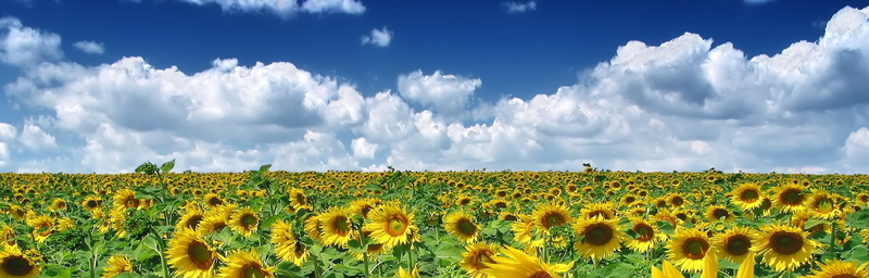 xiSpec-Agricultural-crop-field-hyperspectral-sunflower