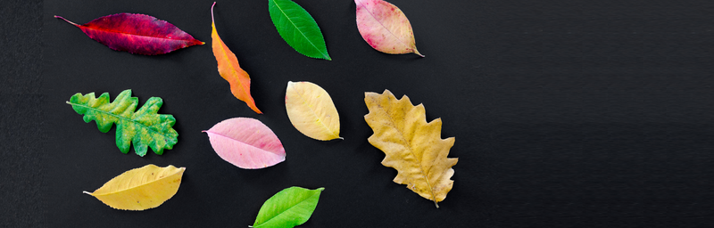 Leaves-green-various-hyperspectral-mini